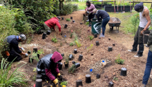 People planting plants in a rain garden lined with mulch
